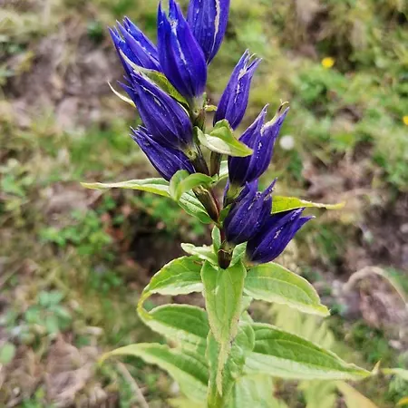 Schwaighofer Dachstein West * 루스바흐 암 파스 그슈에트