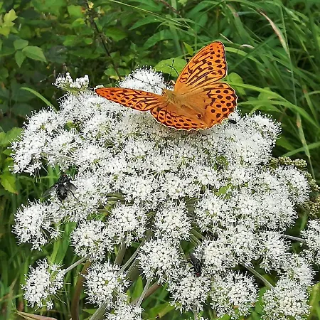 Schwaighofer Dachstein West 아파트 루스바흐 암 파스 그슈에트