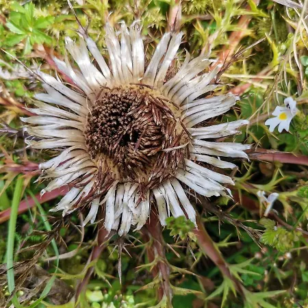 Schwaighofer Dachstein West Russbach am Pass Gschütt