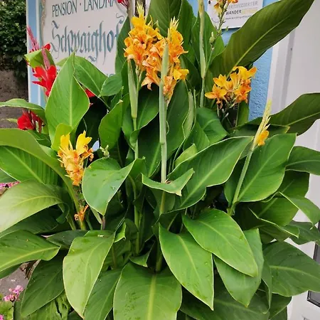 Schwaighofer Dachstein West