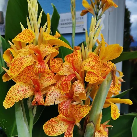 Schwaighofer Dachstein West * Russbach am Pass Gschütt