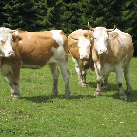 Schwaighofer Dachstein West *