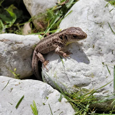 Schwaighofer Dachstein West 아파트 루스바흐 암 파스 그슈에트