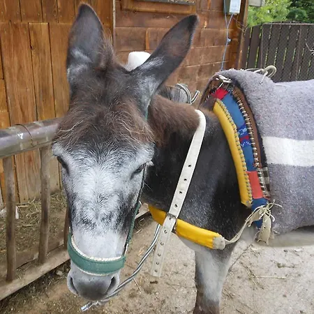 Schwaighofer Dachstein West Russbach am Pass Gschütt
